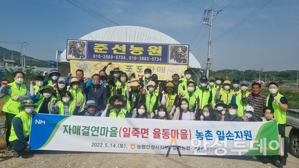 농협안성시지부 자매결연마을 일손지원 실시. /사진=농협시지부 제공