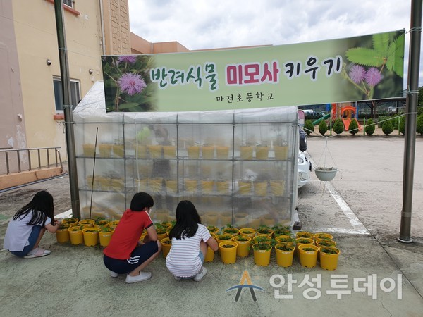 안성 마전초, 학생 주도 반려식물 키우기 프로젝트 운영. /사진=교육청 제공